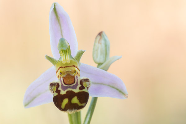Bijenorchis (Ophrys apifera) close-up