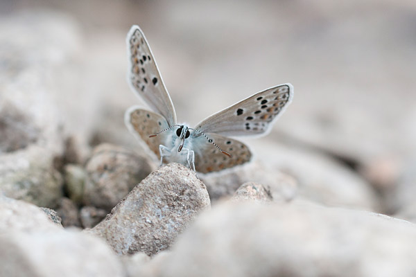 Esparcetteblauwtje (Polyommatus thersites) op een grindbank in de Cevennen