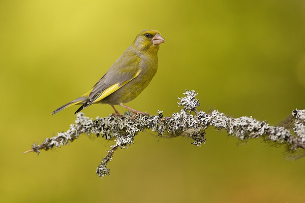 Groenling (Carduelis chloris) man