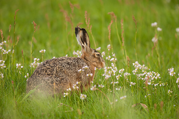 Haas (Lepus Europaeus) tussen de pinksterbloemen