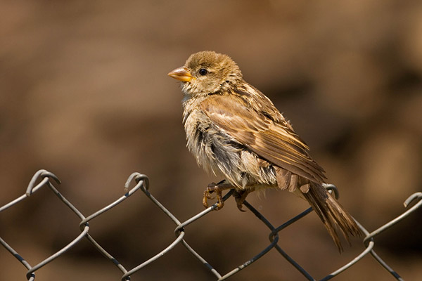 Huismus (Passer domesticus) vrouwtje