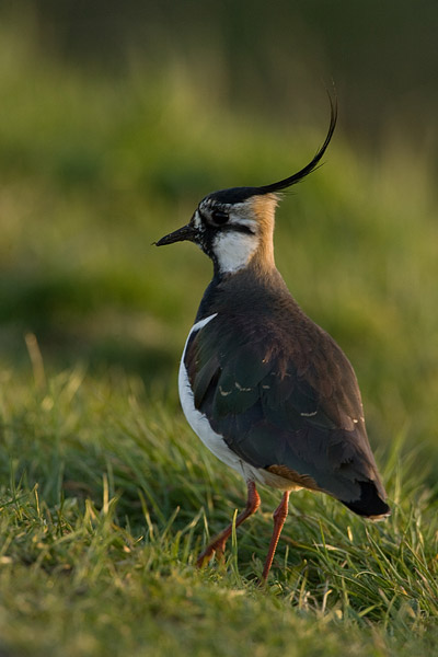 Kievit (Vanellus vanellus) 