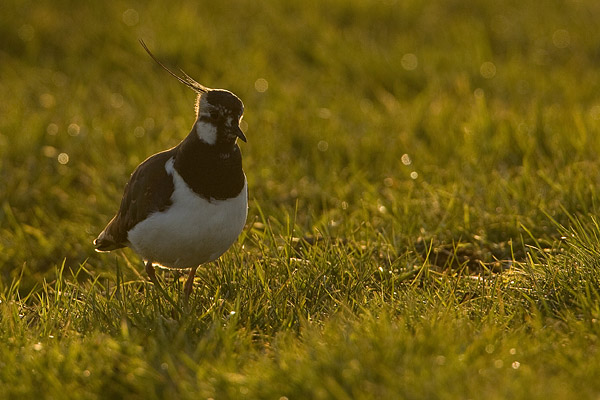 Kievit (Vanellus vanellus) in tegenlicht