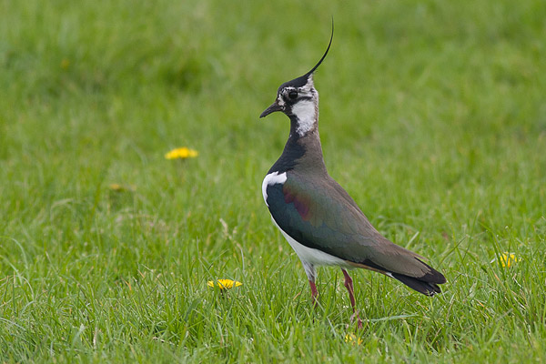 Alerte Kievit (Vanellus vanellus) 