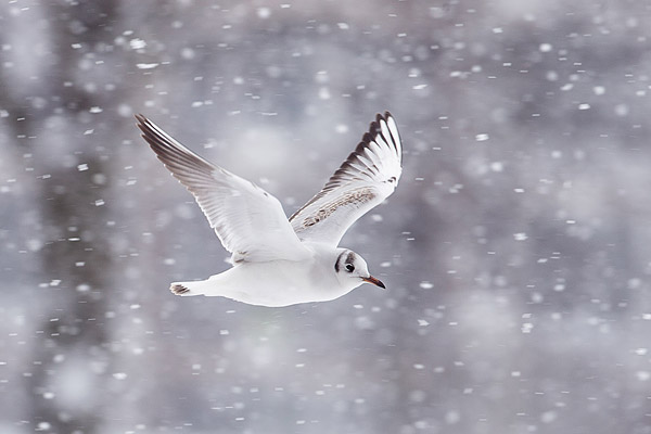 Kokmeeuw (Larus ridibundus) in vallende sneeuw