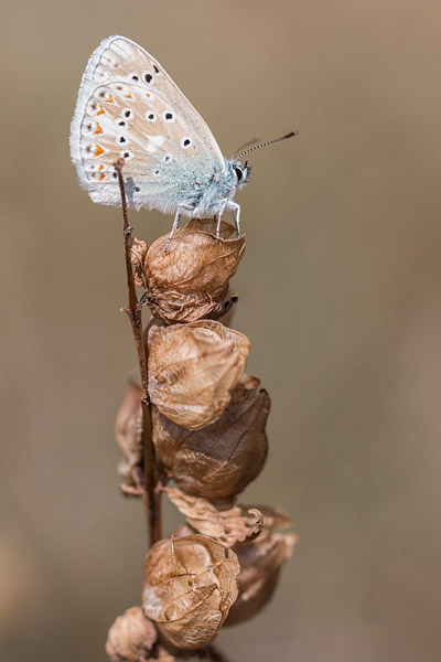 Turkoois blauwtje (Polyommatus dorylas) 