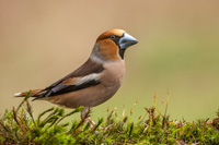 Appelvink (Coccothraustes coccothraustes)