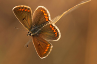 Bruin blauwtje (Aricia agestis)