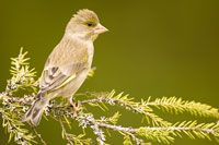 Groenling (Carduelis chloris)