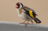 Putter (Carduelis carduelis)