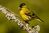 Sijs (Carduelis spinus)