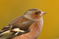 Vink (Fringilla coelebs)